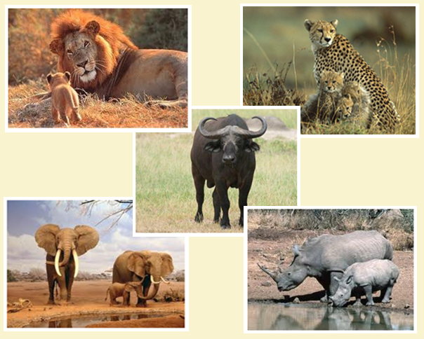 Big Five - Kenya