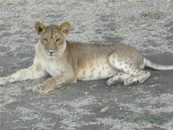 Foto escursioni Kenya