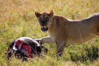 Foto escursioni Kenya