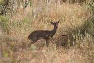 Foto escursioni Kenya