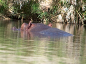 Foto escursioni Kenya