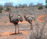 Foto escursioni Kenya