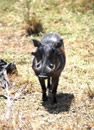 Foto escursioni Kenya
