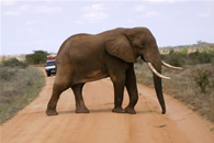 Foto escursioni Kenya