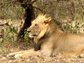 Foto escursioni Kenya
