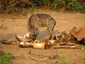 Foto escursioni Kenya
