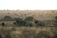 Foto escursioni Kenya
