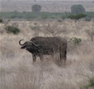 Foto escursioni Kenya