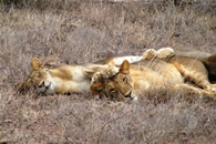 Foto escursioni Kenya