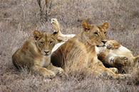 Foto escursioni Kenya